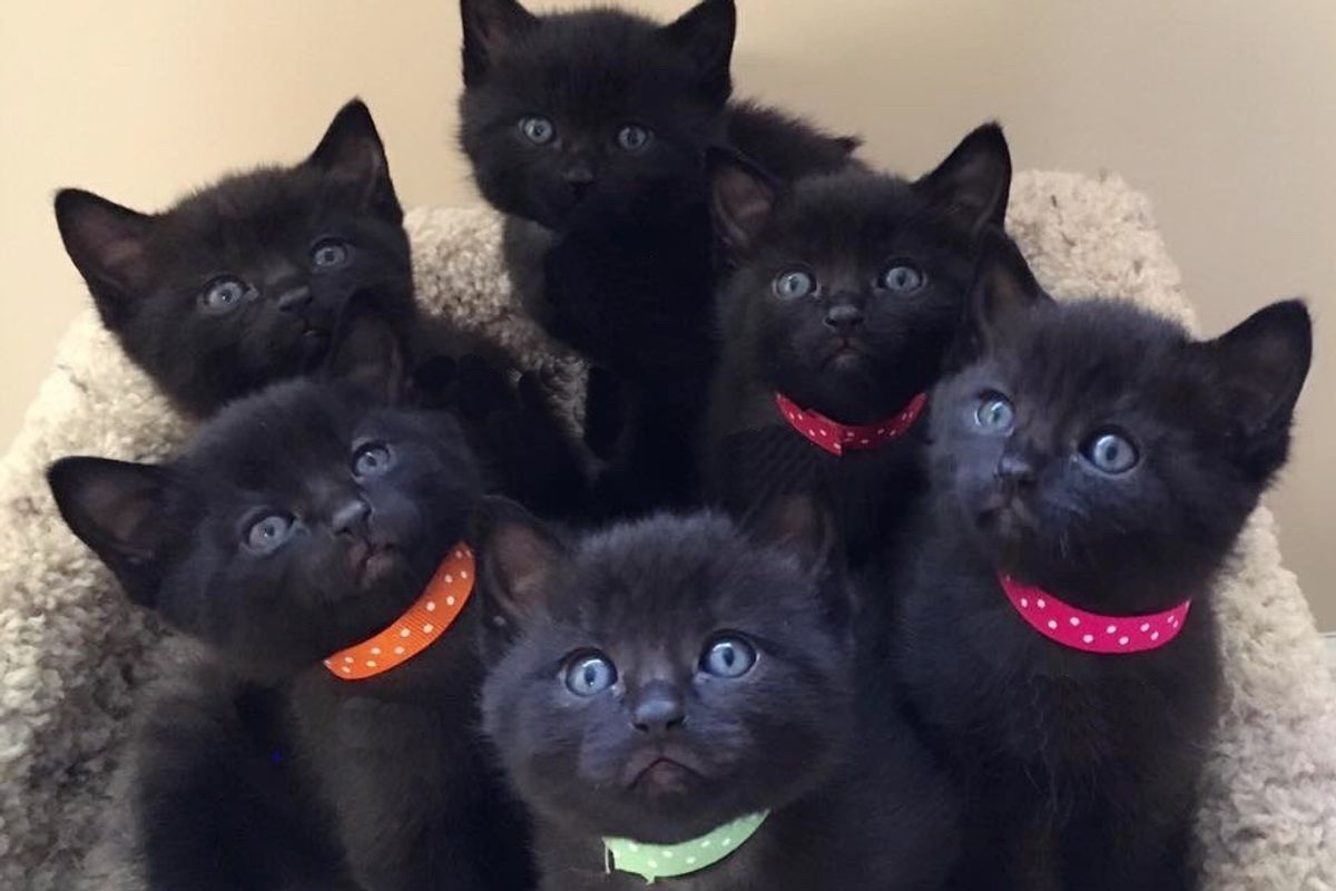 Stray Cat Saved from the Cold Brings Six Mini "Panthers" to Her Rescuers...