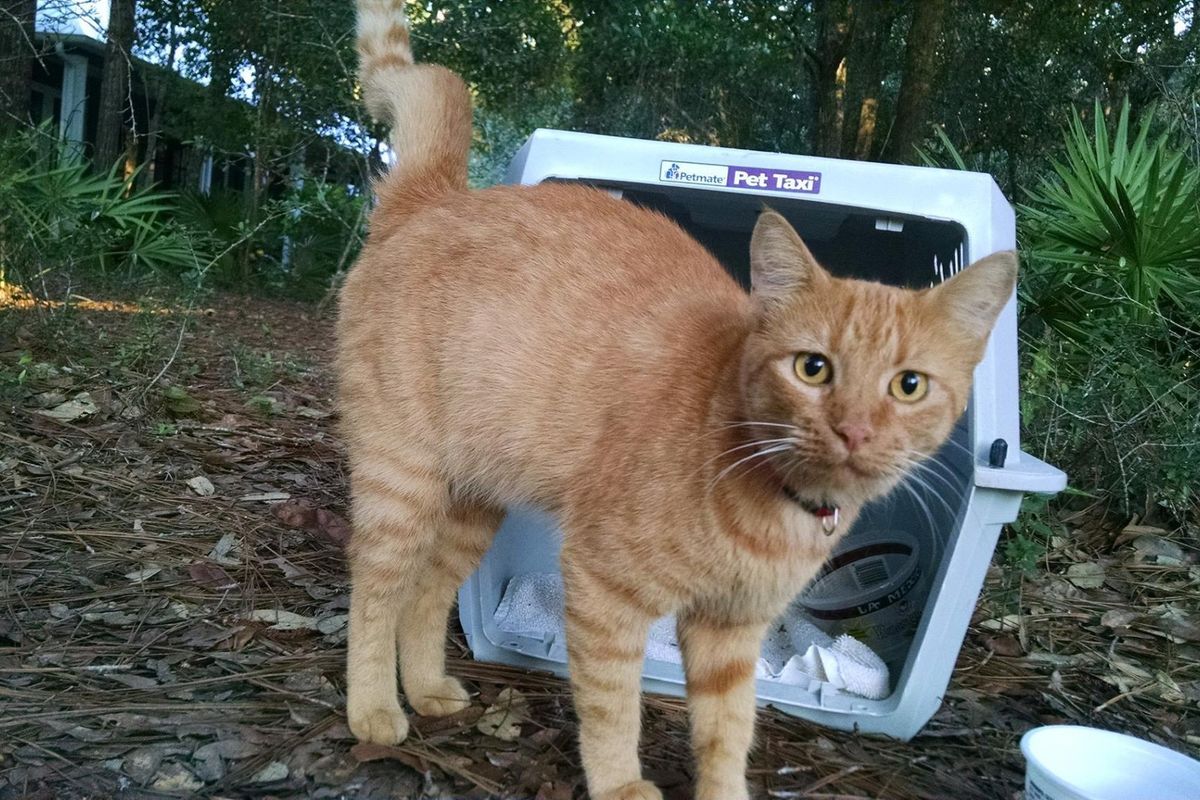 Woman Couldn't Believe It When a Ginger Cat Ran Up to Her Meowing for Love...