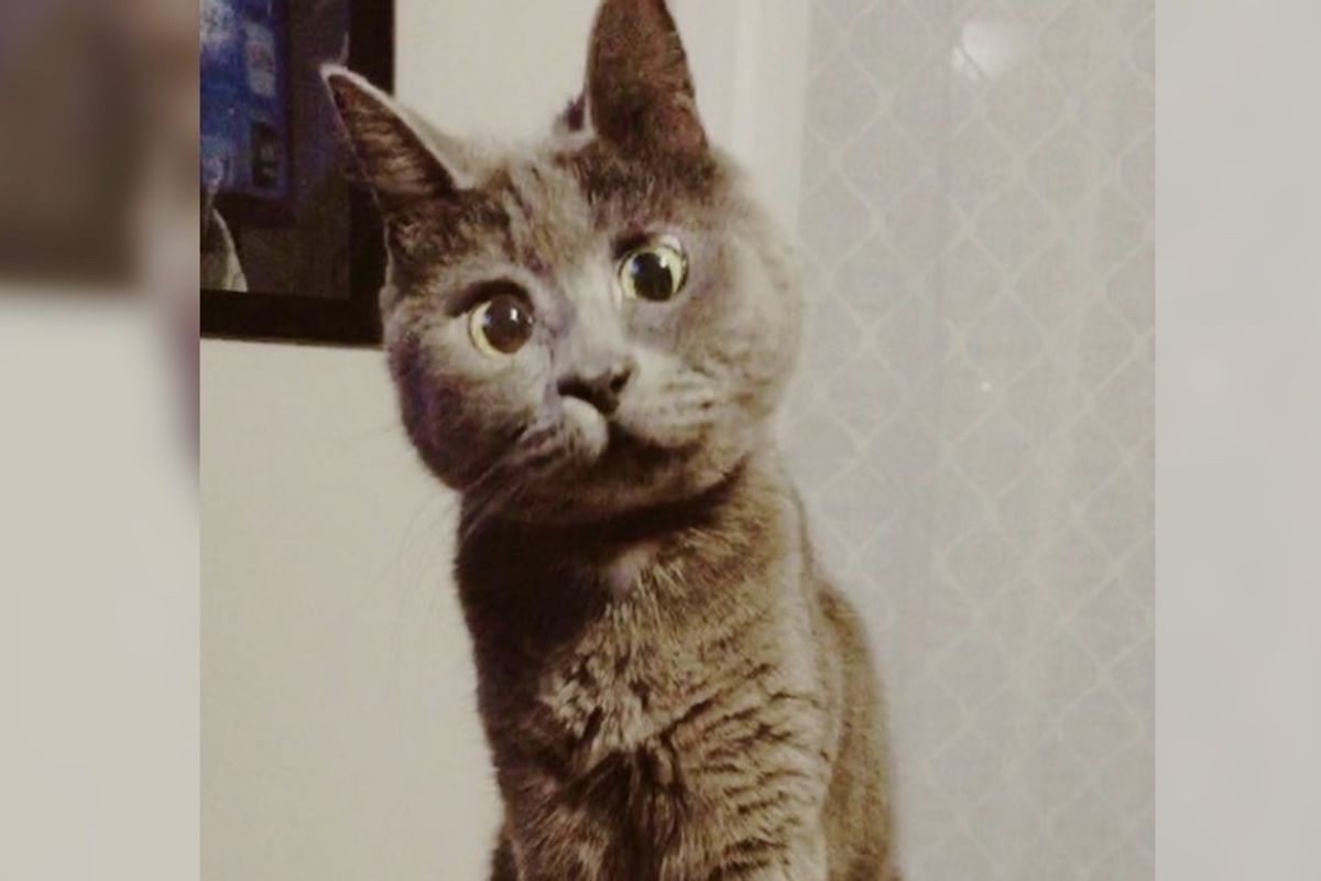 They Said This Special Cat Wouldn't Live to See 6 Months, Now 4 Years Later and Updates...