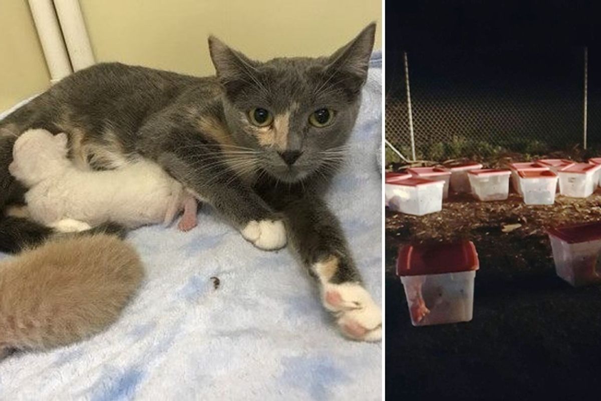 Rescuers are Shocked to Find What Are In 14 Tubs Left Outside Shelter and Rush to Help...