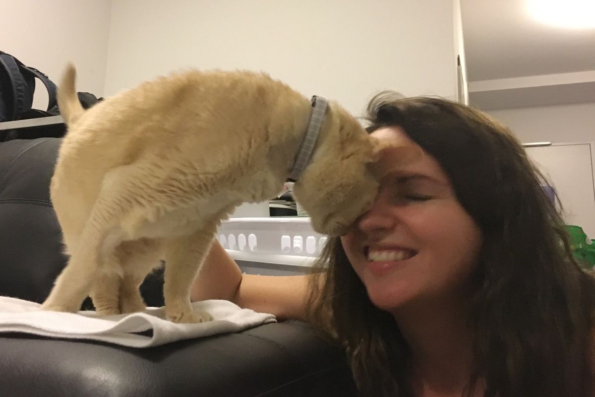 13-year Old Shelter Cat Is So Happy to Be Adopted, The Most Beautiful Thing Happens...