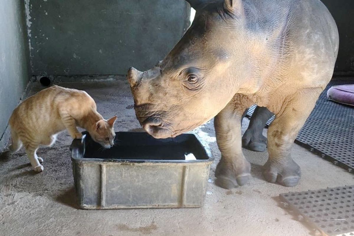Rescued Cat Bonds with Orphaned Baby Rhino and Begin an Adorable Routine to Support Each Other...