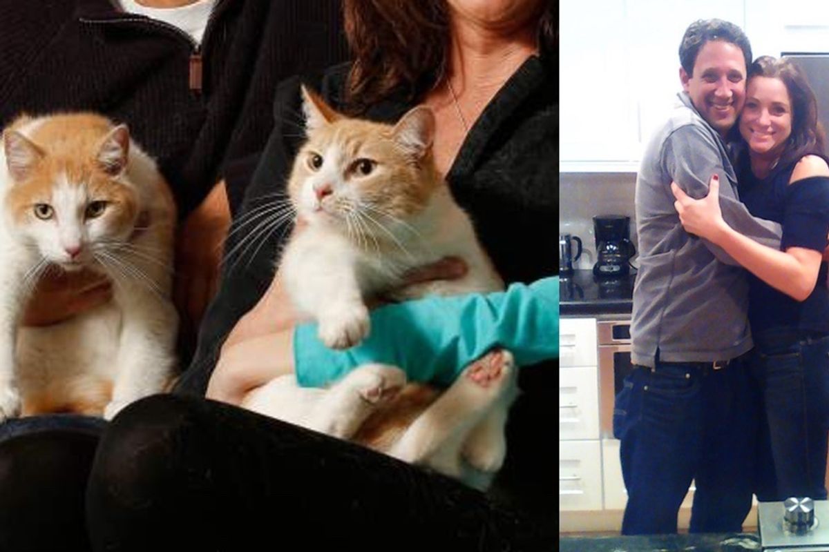 Cat Brothers Separated for 2 Years Find Each Other When Their Humans Start Dating...