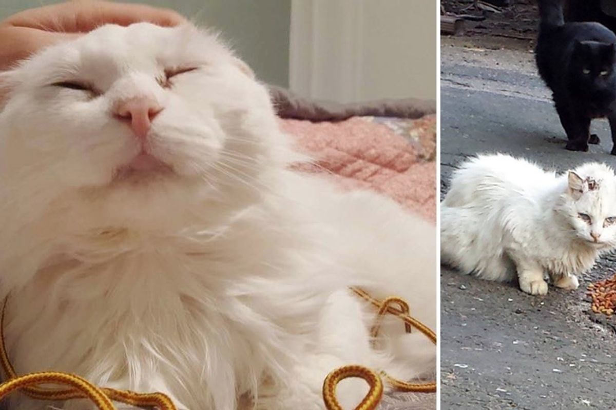 'Unadoptable' Cat Wouldn't Let Anyone Near Him But His Rescuer Never Gave Up, Now a Year Later...