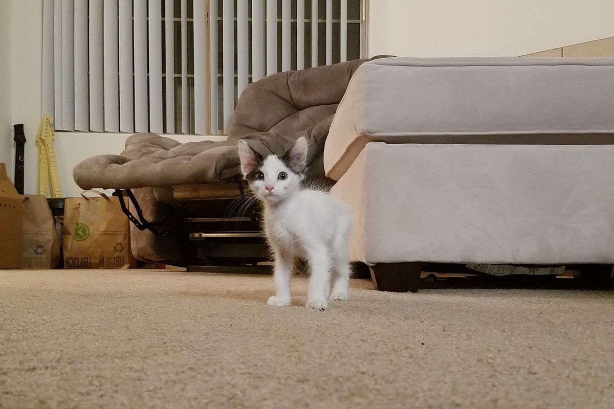 They Take a Chance on a Scrawny Shy Kitten and Turn Him into a Confident, Majestic Beast!