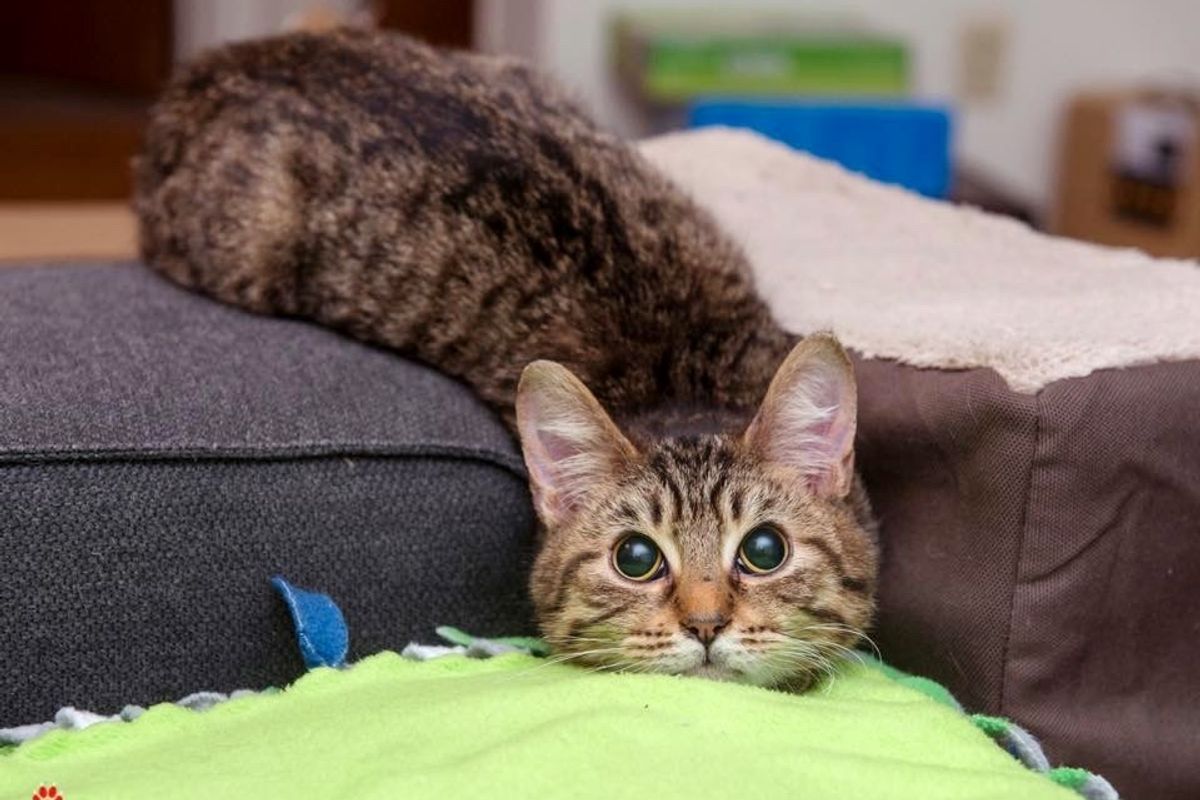 This Blind Kitty is a Bit Wobbly But He Surprises His Rescuers with His Special 'Abilities'...