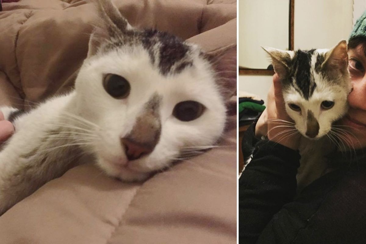 They Shut Down Subway to Save Stray Cat Trapped Underneath Tracks, Now a Year Later...