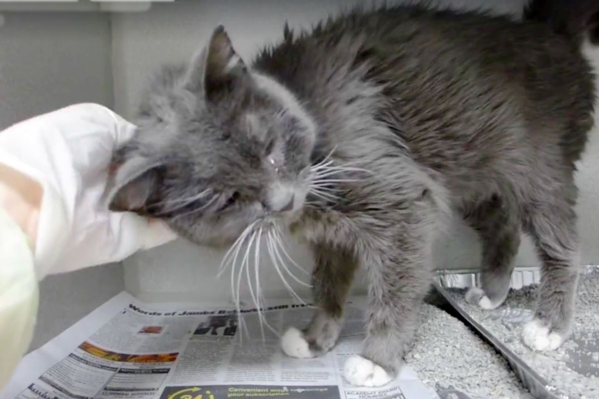 23-year-old Cat Given Up to Shelter Is So Thankful to Be Loved Again… (with Updates)