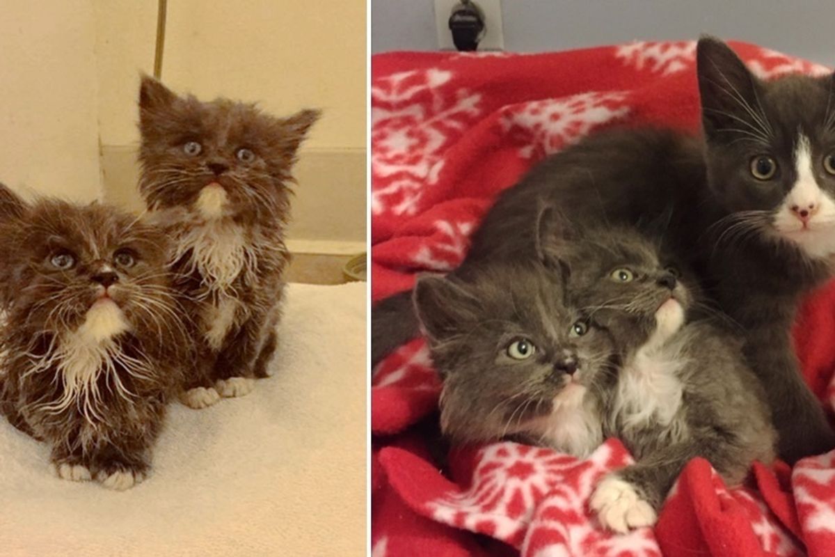 Kitty Becomes Brother to Two Tinier Orphaned Kittens Who Look Just Like Him..