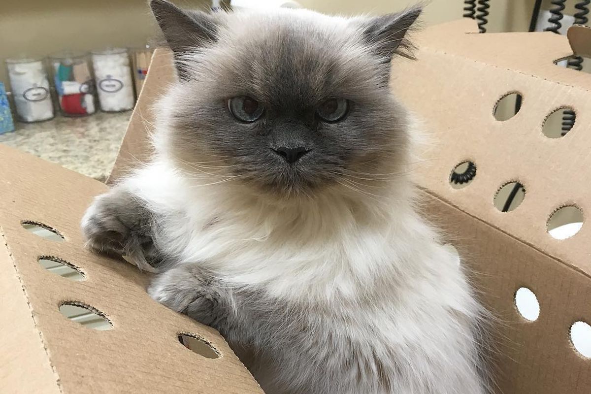 14-year Old Shelter Cat Who Lost Her Home Runs Up to Woman Asking to be Adopted...