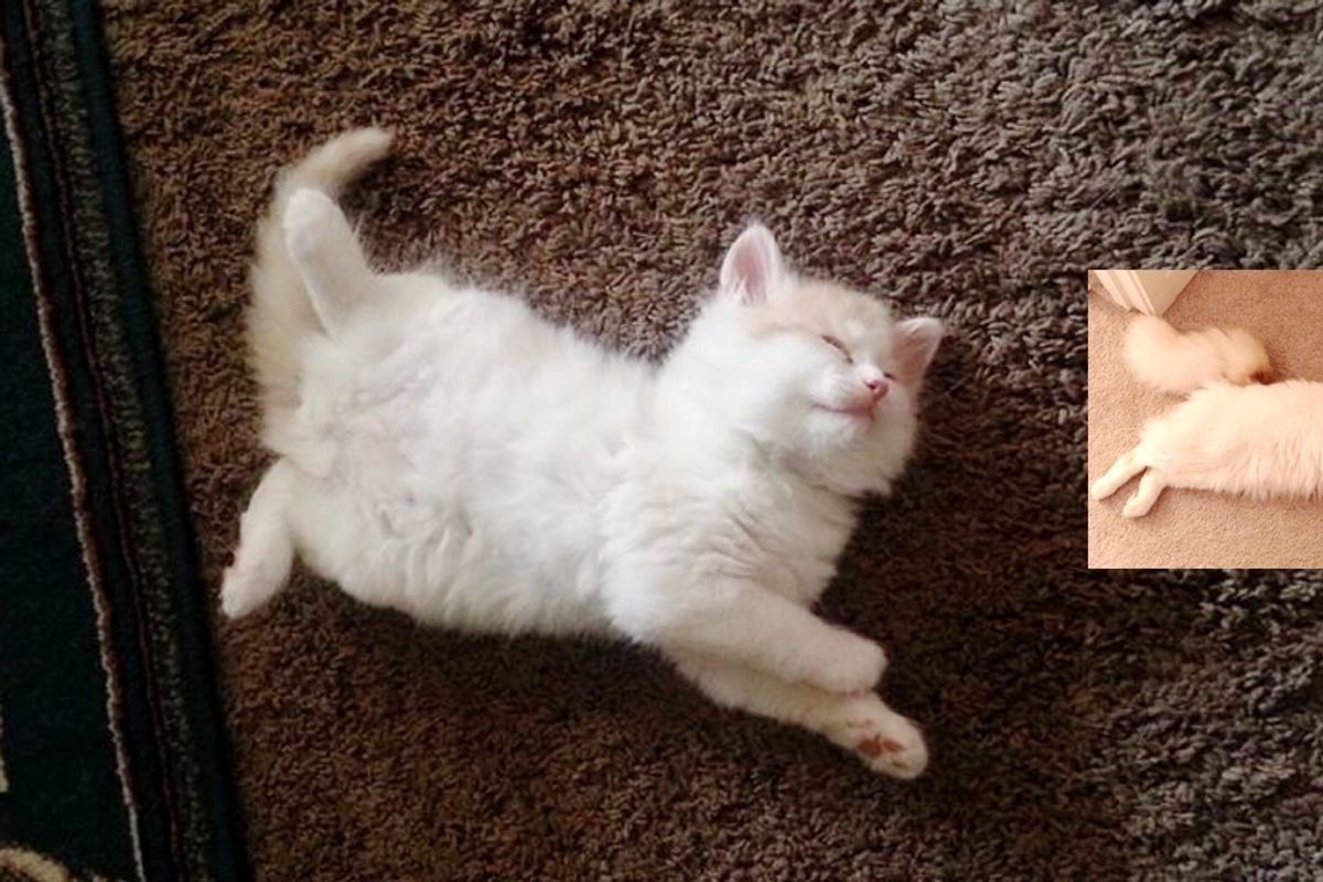 Runty Kitten Last to Be Adopted Blossoms into Loaf of Floof...
