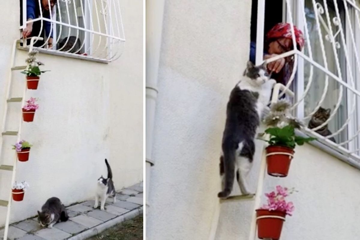 Woman Builds "Cat Ladder" for Stray Cats to Enter Her Home from Bitter Cold..