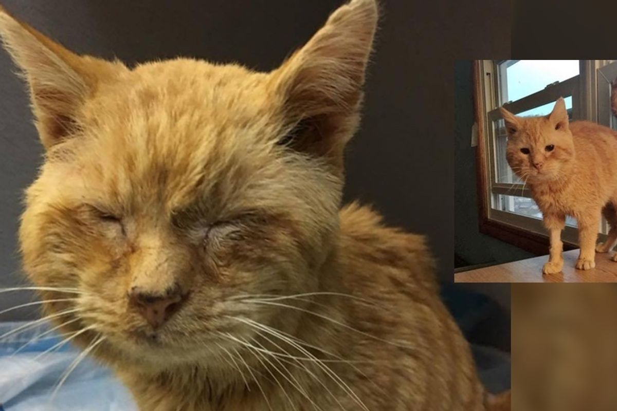 Elderly Stray Cat Can’t Stop Chirping with Joy After Being Saved From the Brink Half Frozen...