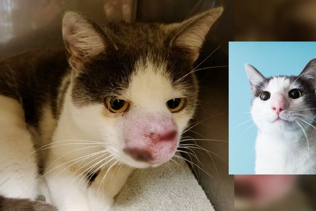 Stray Cat Looks for Help But Gets Ignored Until Man Saves Him and Turns His Life Around