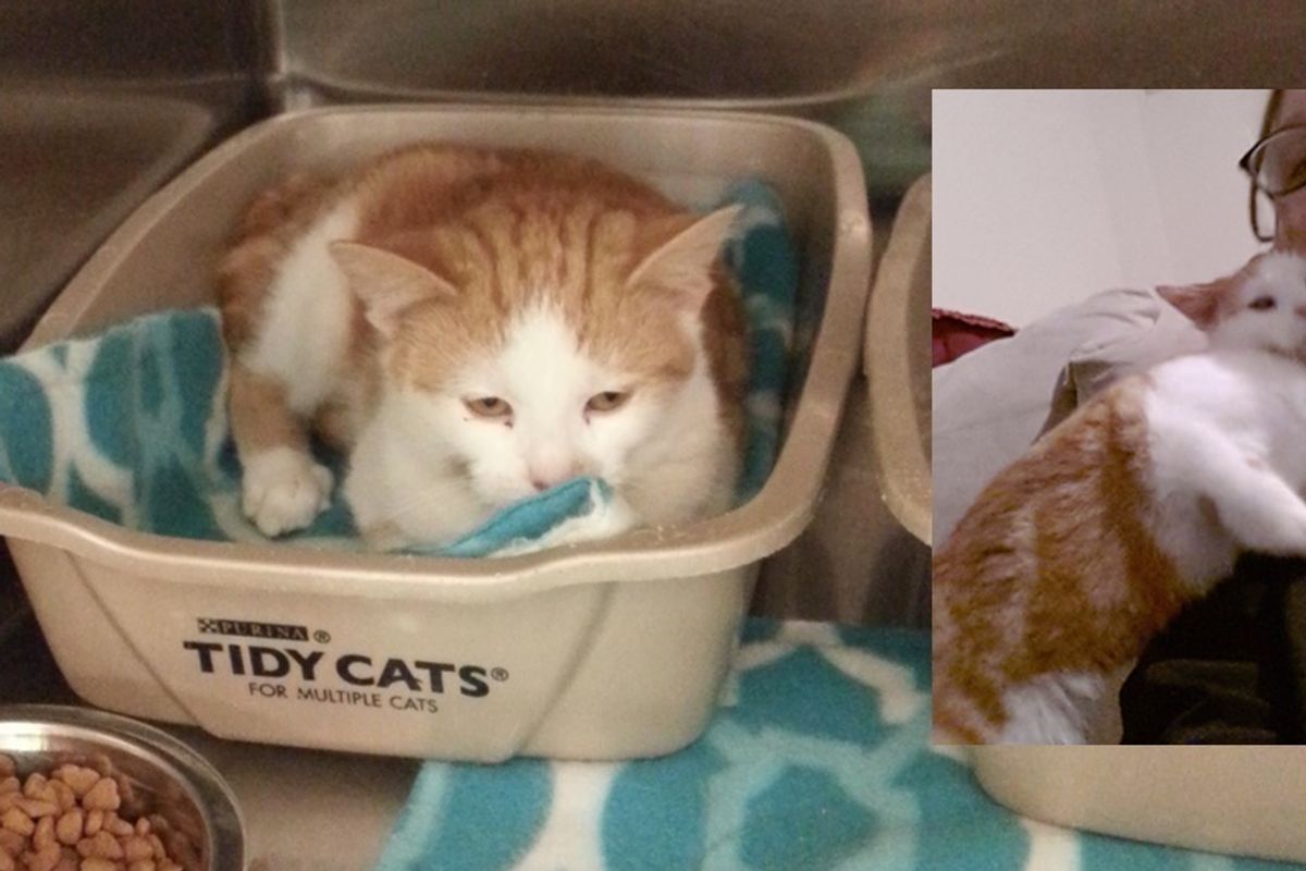Kitten Too Scared to Leave Her Box at Shelter, Then a Month After Adoption..