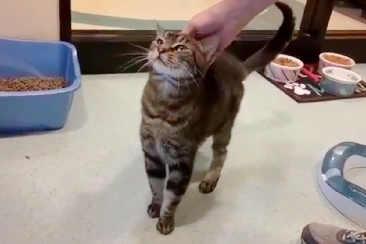 Cat Guy Never Gave Up His Cats for Nearly 20 Years Even to the End..