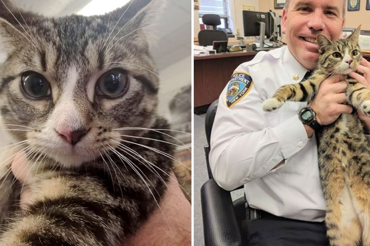 Cops Convince Boss to Adopt Abandoned Kitten They Saved...