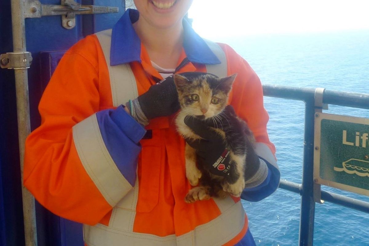 Stowaway Kitten Surprises Workers When She's Found On an Offshore Oil Rig...