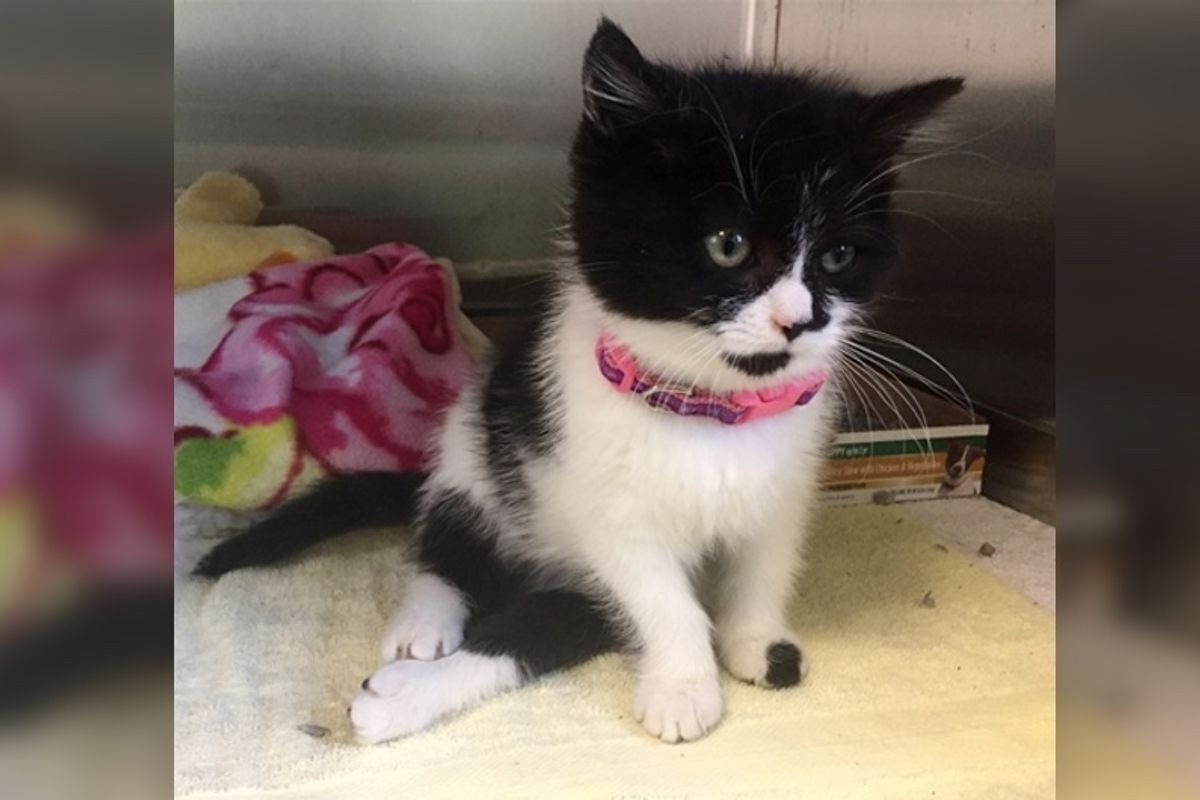 Paralyzed Kitten Couldn't Believe it When She Took Her First Steps...