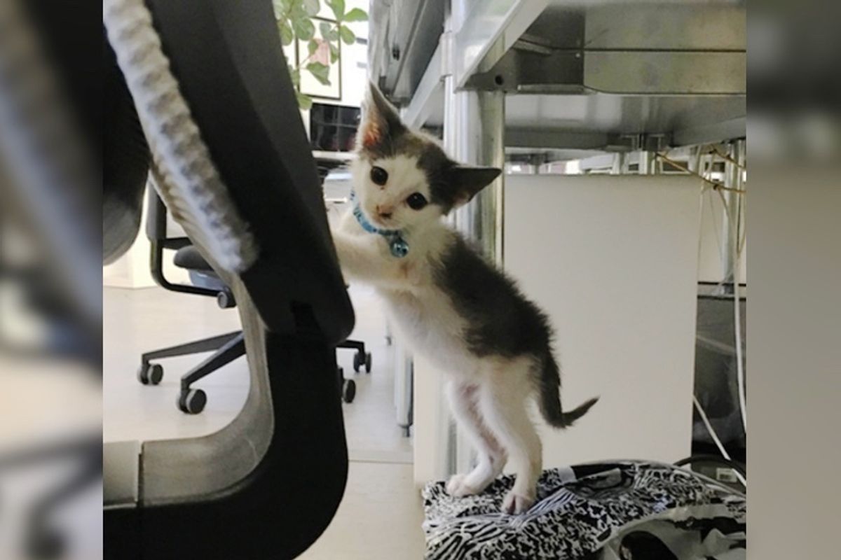 Woman with Allergy Couldn't Leave Tiny Motherless Kitten Fending for Herself, Now 7 Months Later...