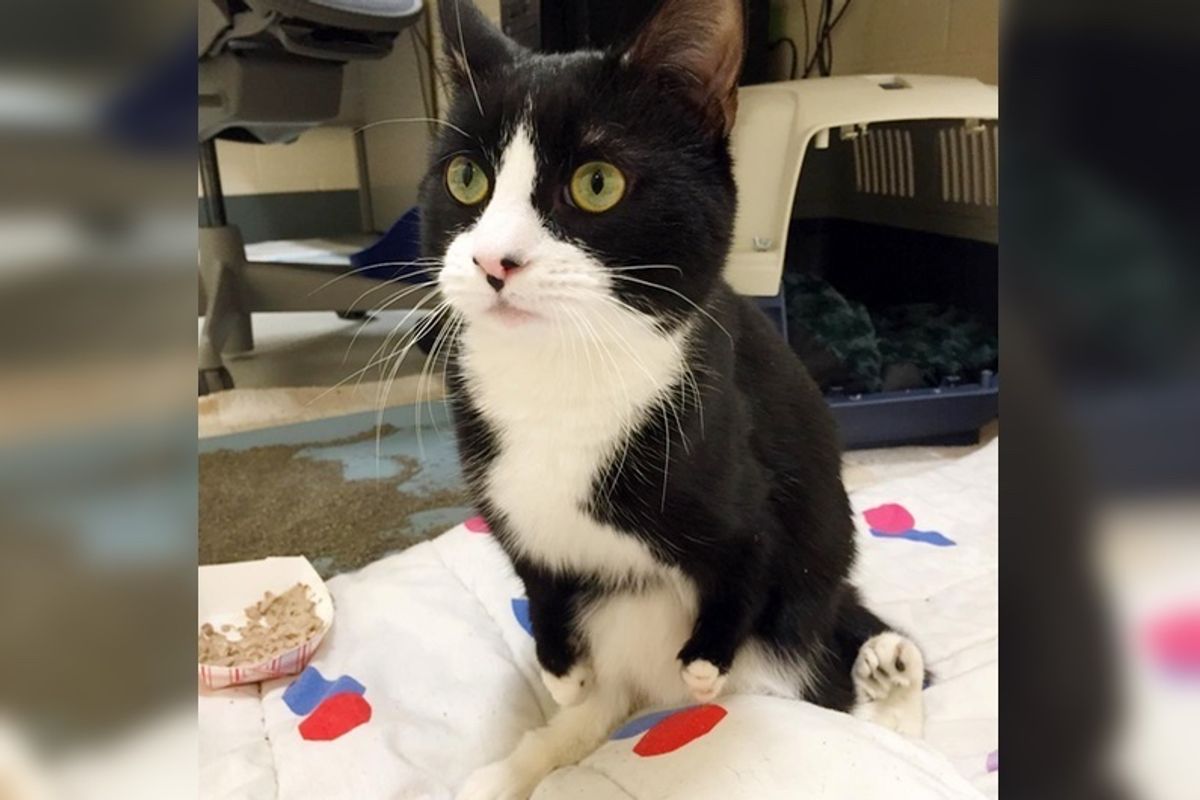 Kitten Who Hasn't Found Home Because of His Deformed Legs is Not Giving up...