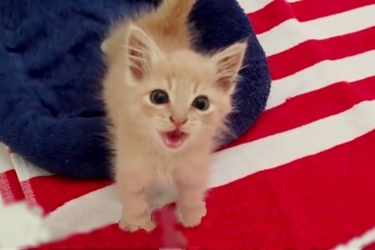 Kitten With Missing Foot Tells His Rescuers in Raspy Meow How Thankful He is...