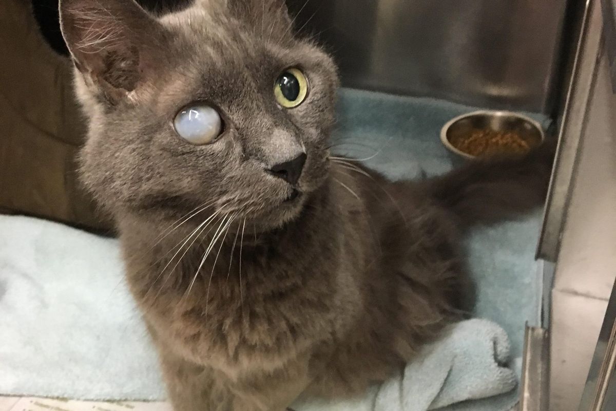 18 Year Old Cat Blind in One Eye Terrified in Shelter Until Woman Got Him Out...