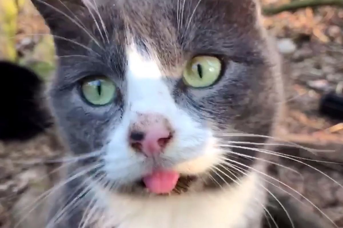 Feral Cat Tells Rescuers She's Ready to Leave Forest Life Behind, Now 2 Weeks Later..