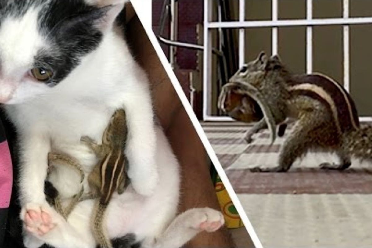 Cat Helps Care for Rescued Baby Squirrels Until Their Mama Returns for Them...