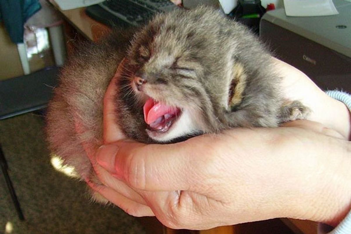 Farmer Found 4 Orphaned 'Kittens' in His Barn Only to Find Out They Aren't Ordinary House Cats...