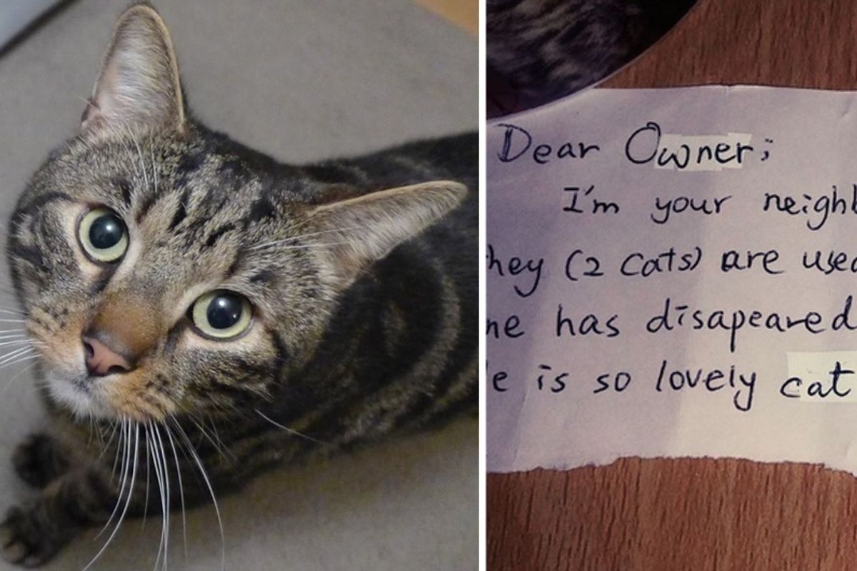 Couple Mourning Their Cat Find a Note from a Stranger Whose Life was Touched by Their Cat…