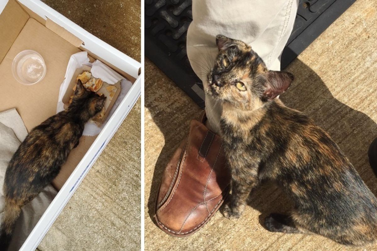 Stray Kitten Found Next to a Box and Leftover Burger Wouldn't Let Man Go without Her...