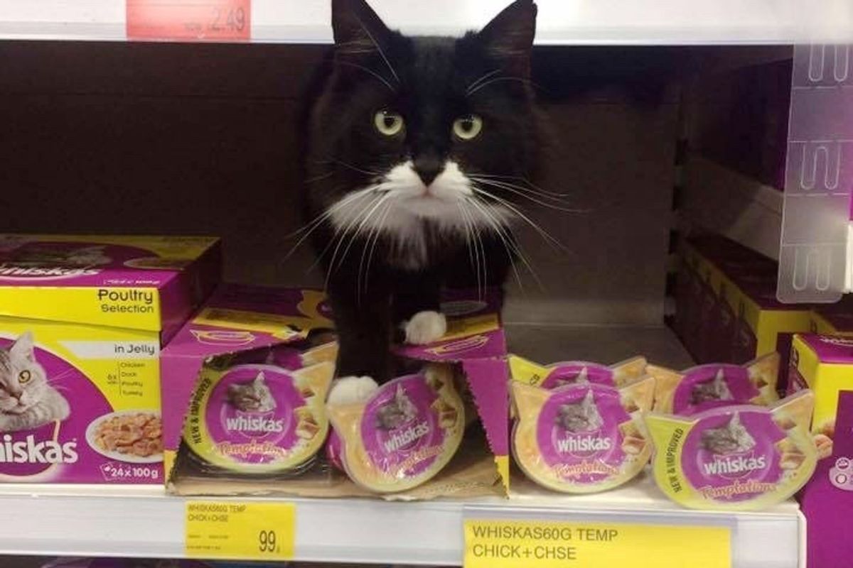 Woman Gave Stray Cat a Home But Surprised to Find Out He Had Claimed a Second Home Nearby…