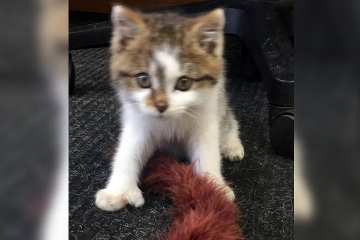 Rescuers Bring Freezing Kitten Back to Life and Discover Just How Special He is...