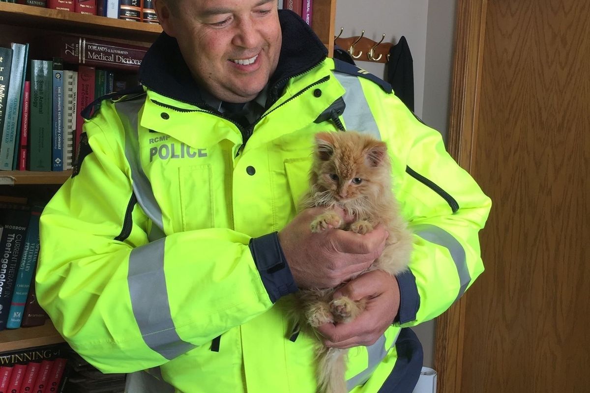 Men Find Half Frozen Kitten Meowing for Help on Highway and Rush to the Rescue...