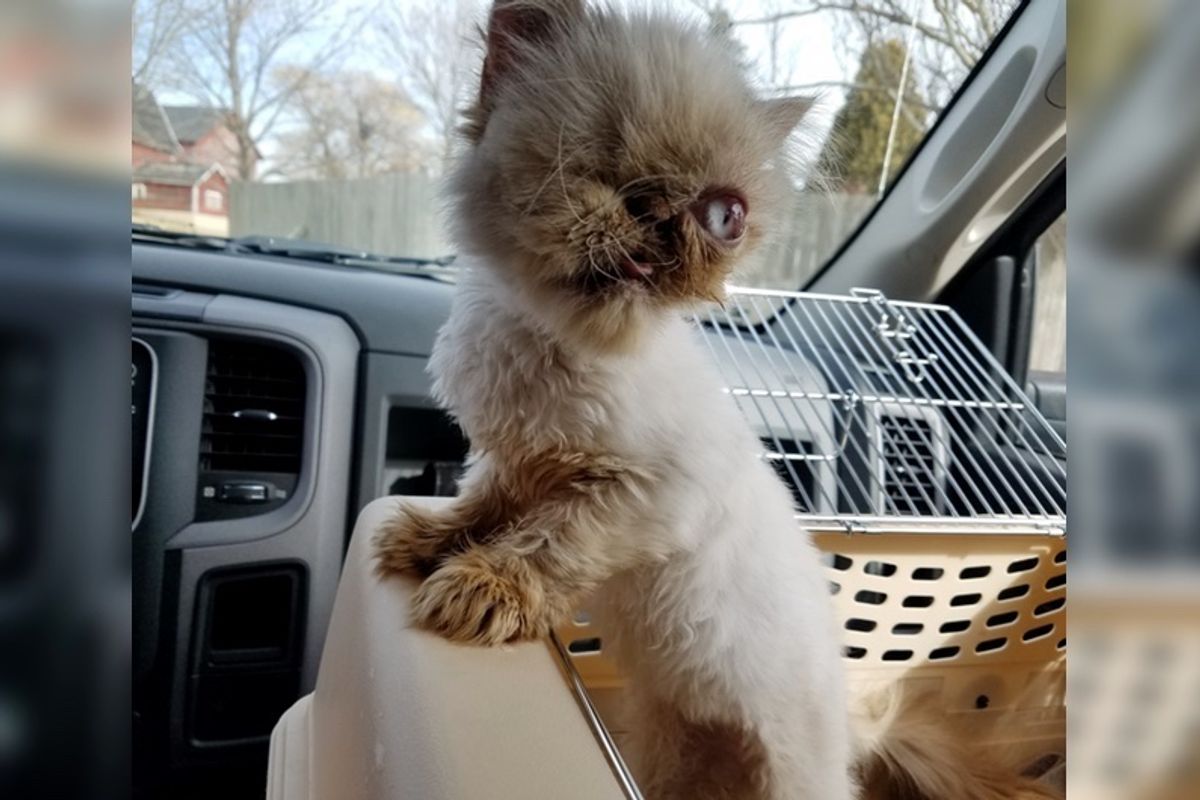 Cat with One Eye Rescued Along with Her Sister Who Has No Eyes and Depends on Her...