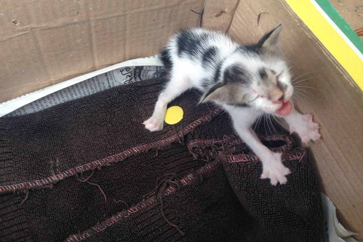 Abandoned Kitten Meows Nonstop for His Mom Until Woman Comes to the Rescue...