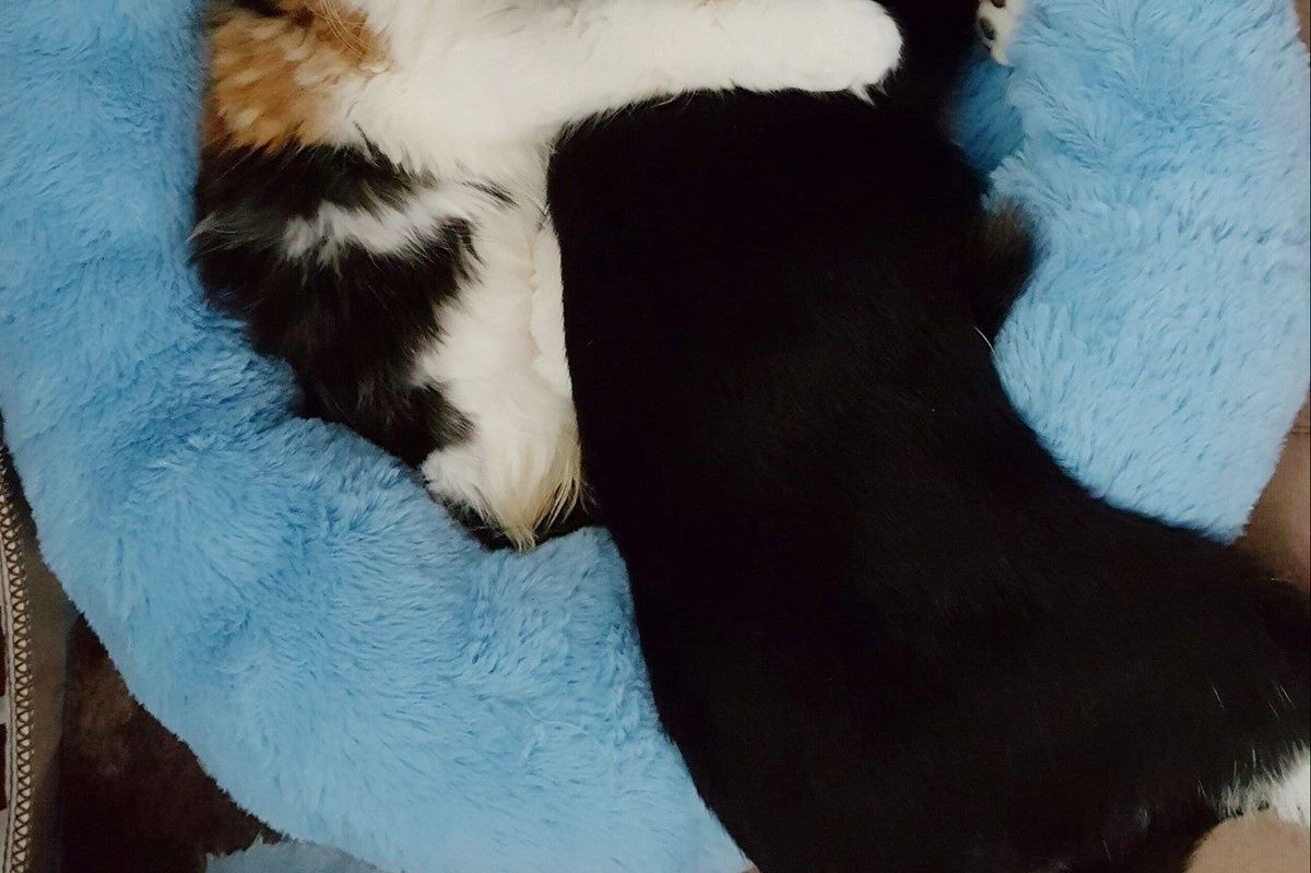 Paralyzed Cat Takes to Another Special Kitty Just Like Her and Won't Let Go...