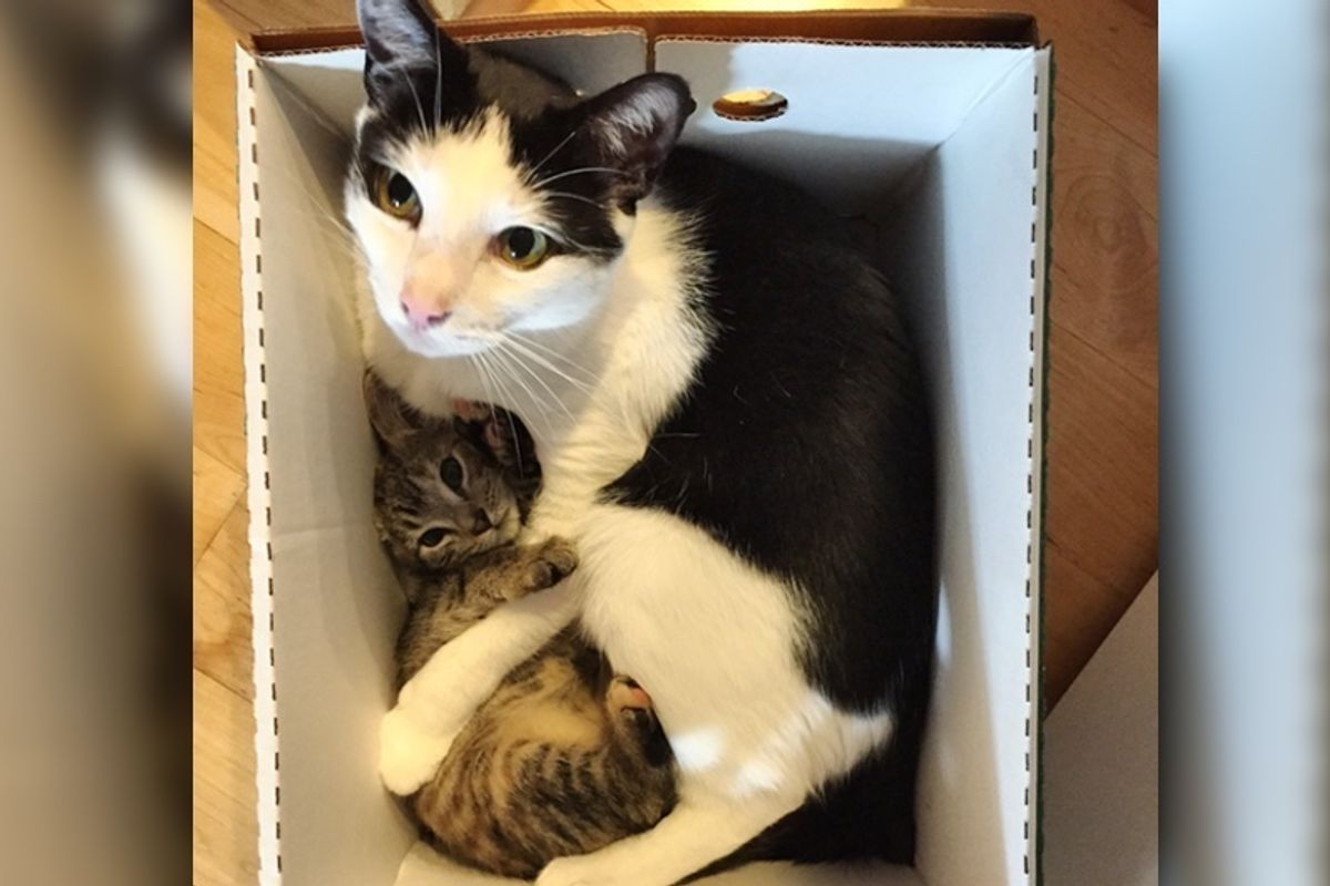 Cat Surprises His Humans When He Becomes Dad to Every Orphaned Kitten They Bring Home..