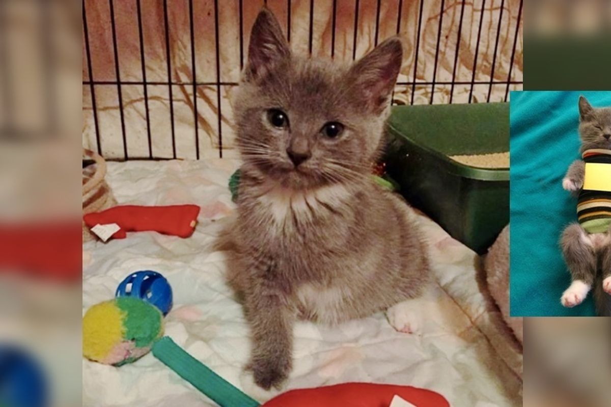 Woman Saves Kitten Born with Unprotected Heart and Helps Guard Her Heart..