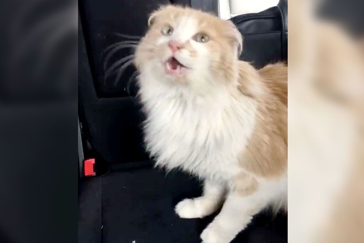 Cat Found Freezing Like 'Statue' in the Cold Can't Stop Thanking His Rescuers for Saving Him...