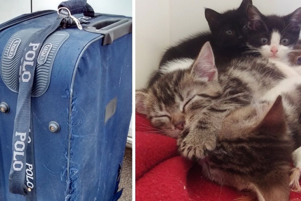 Dog Walker Found Suitcase on Rail Track and Heard Meowing from Inside...