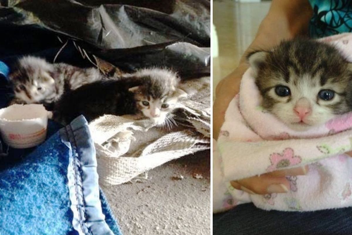 Workers Rush to Save 2 Tiny Kittens That Roll Out of Garden Clippings, Couple Years Later..