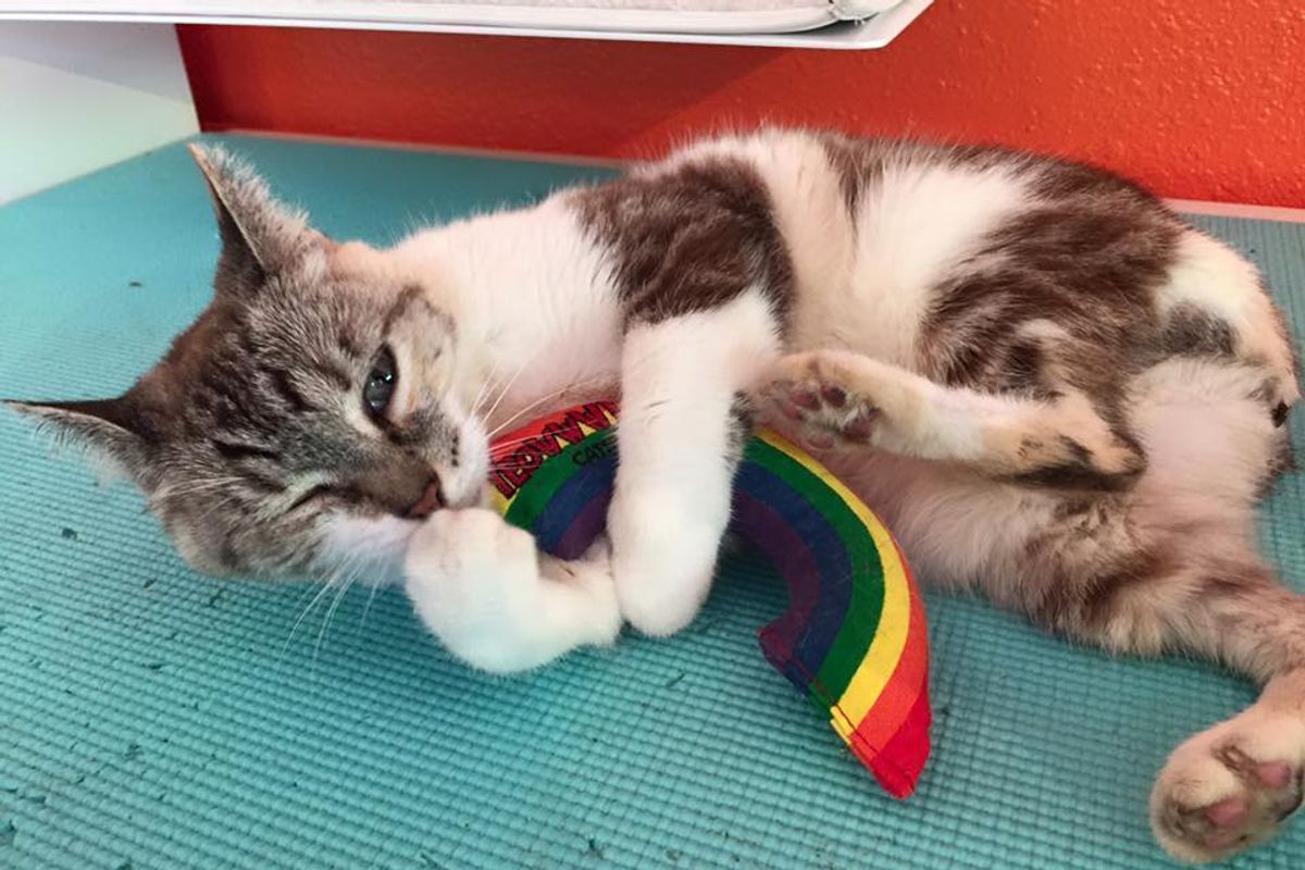 Tailless Cat Waited in Shelter for Over 10 Years, But She's Not Giving Up...