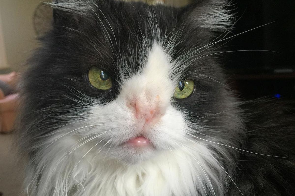 Woman Takes a Chance on a Shelter Cat Who Was Born With Unusual Nose, Now 16 Years Later..