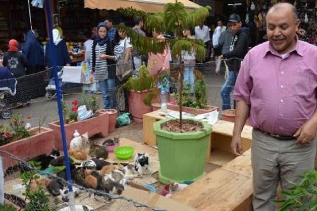 Shop Owner Creates Sanctuary for Homeless Cats In the Middle of Street Market..