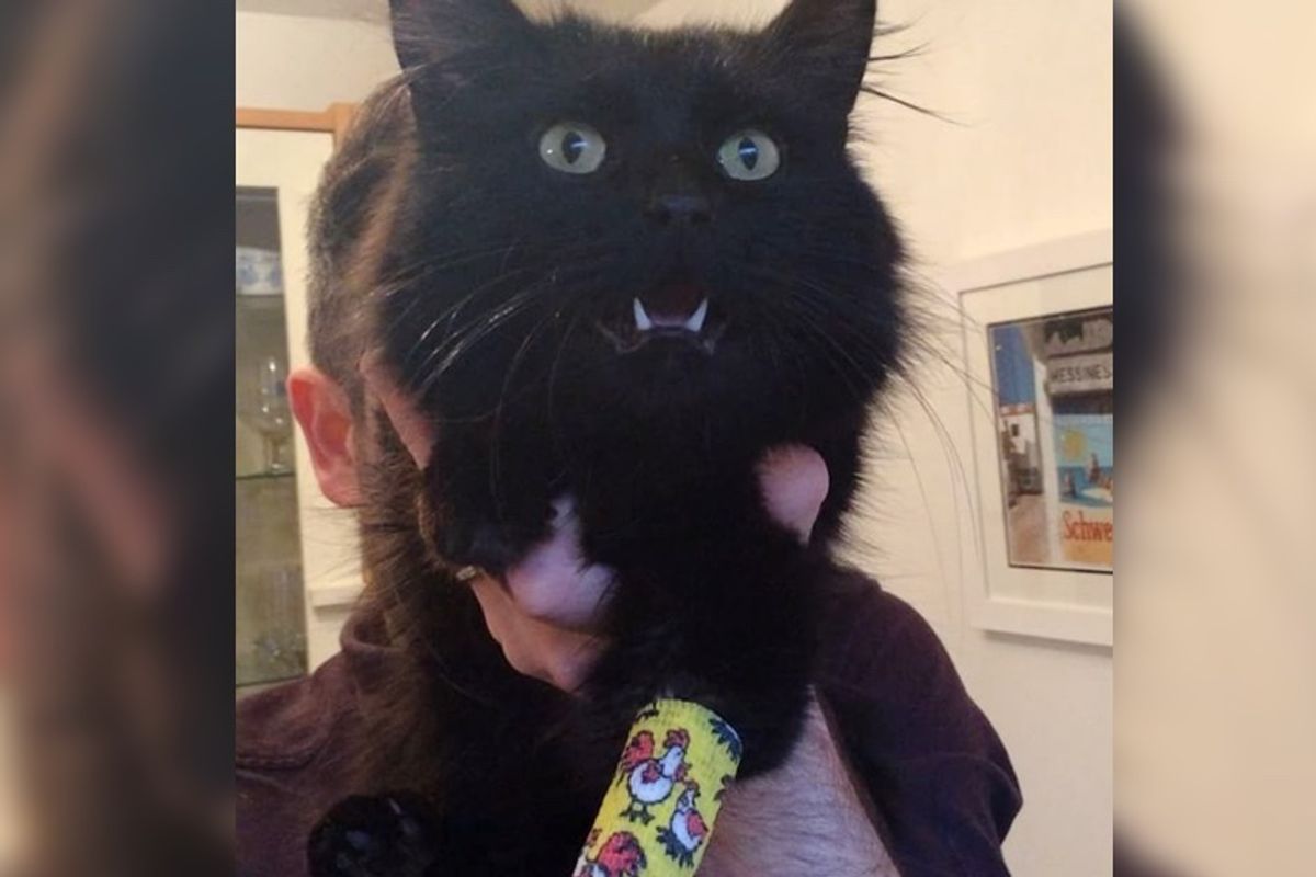 Cat Who Was Left Behind By His Own Family, Walks Up to Couple Meowing for Help..