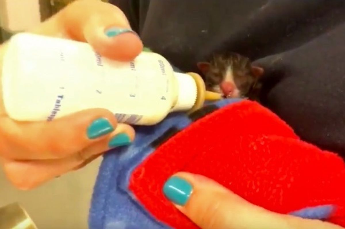 Mama Cat Used Her Last Ounce of Energy to Save Her Four Babies...