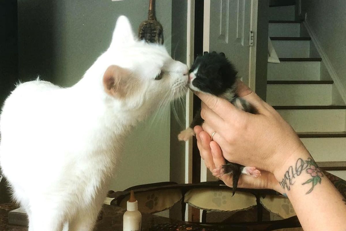 Cat Nurtures Dozens of Orphaned Kittens and Becomes Their Surrogate Dad..