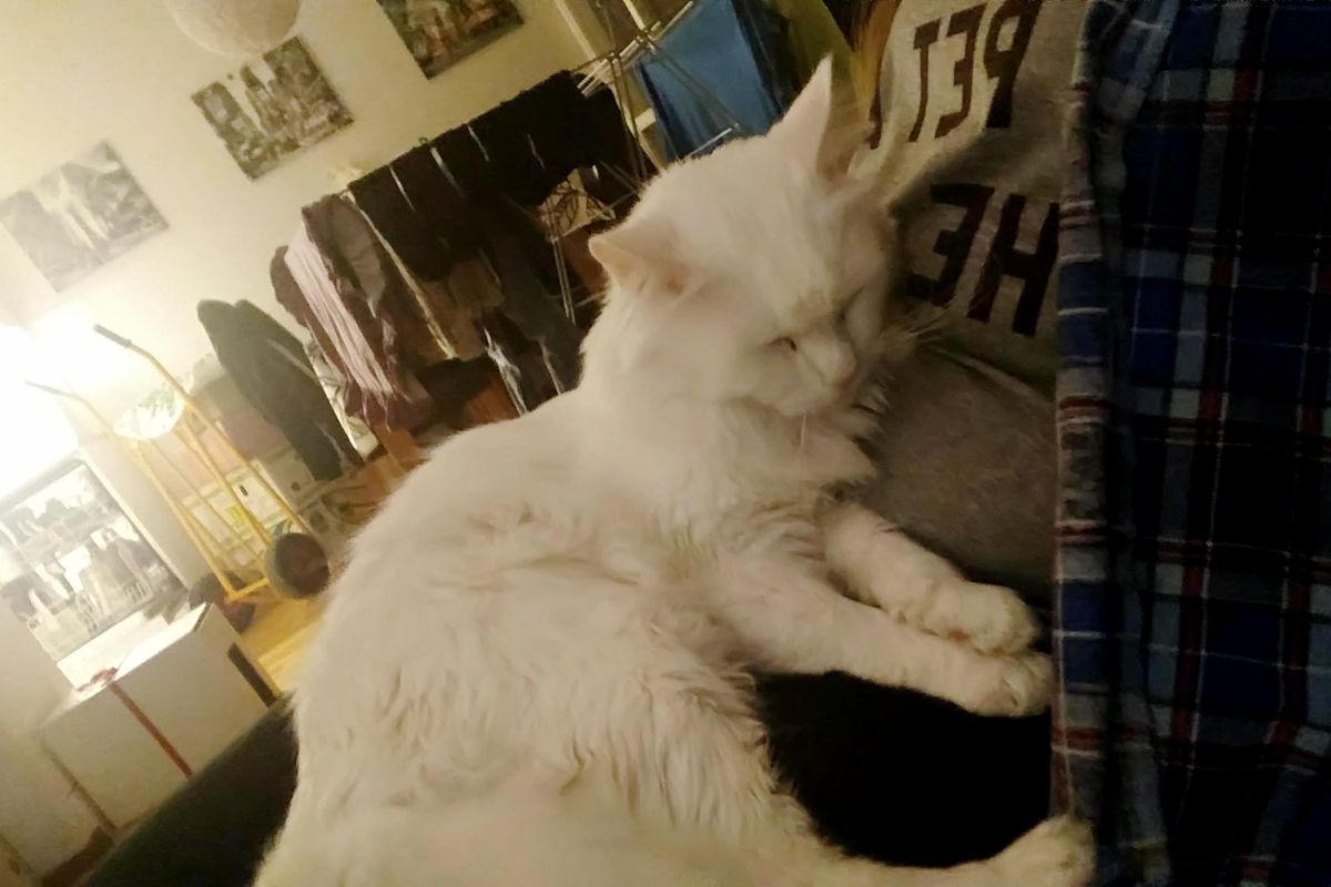 Family Takes a Chance on Cat "Too Aggressive To Be a Pet", 3 Days After Adoption...